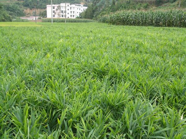 忻州市农作物种植